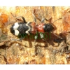 Thanasimus formicarius (Linnaeus, 1758) Przekrasek mróweczka